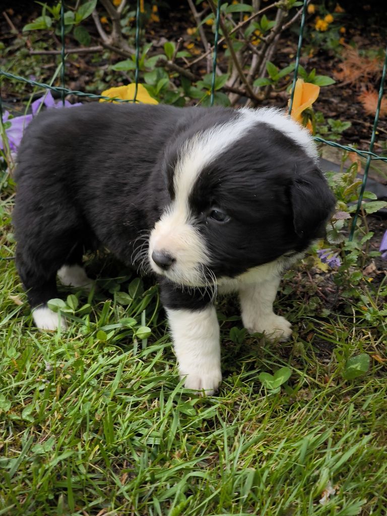 Border collie ZKWP FCI piesek