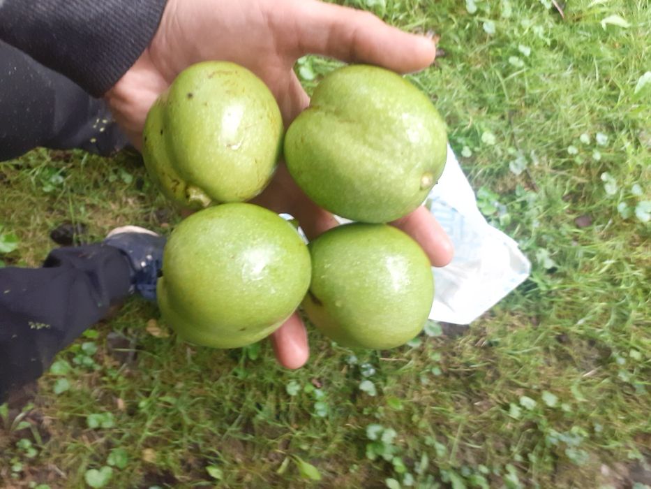 Orzechy Włoskie ZIELONE i Różne Owoce