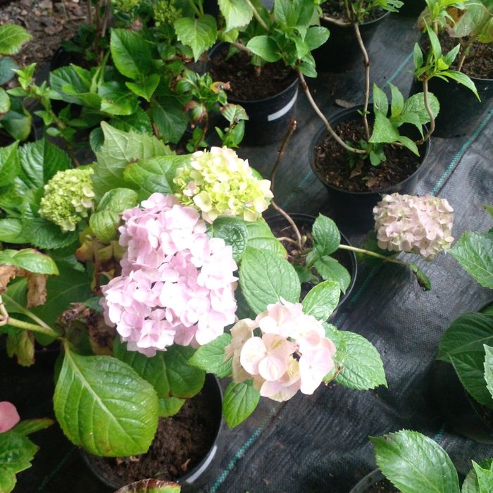 Гортензия крупнолистная в наличии