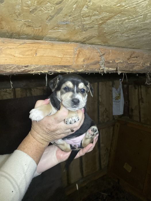 Цуценята, щенки, безкоштовно