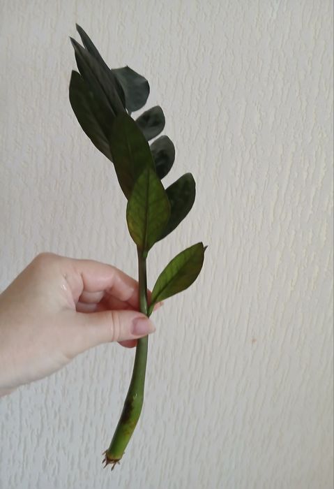 Розпродаж квітів! Заміокулькас  чорний  Равен  Доларове дерево