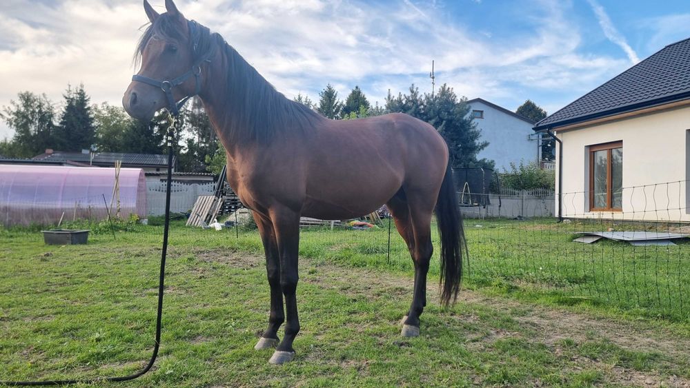 Wyjątkowy ogier arabski -  wnuk multichampiona Marajja