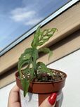 Monstera Obliqua Peru MO7
