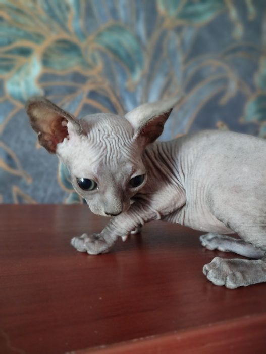 Мальчик,канадский сфинкс