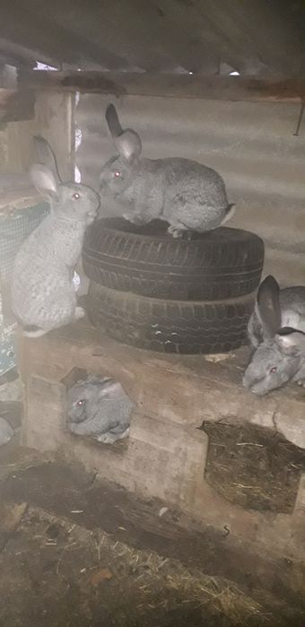 Продам кролики породи Шиншила сіра.