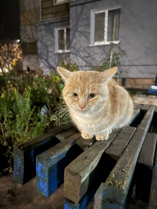 Віддам в добрі руки котика