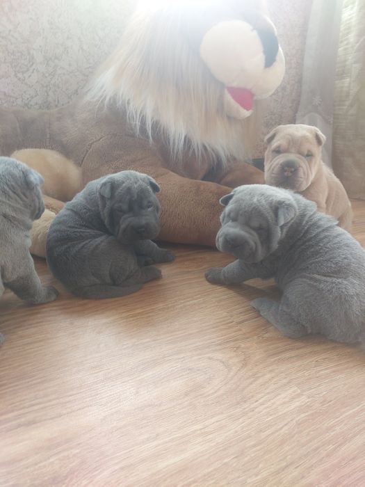 Чудесные щенки шарпея голубого окраса.