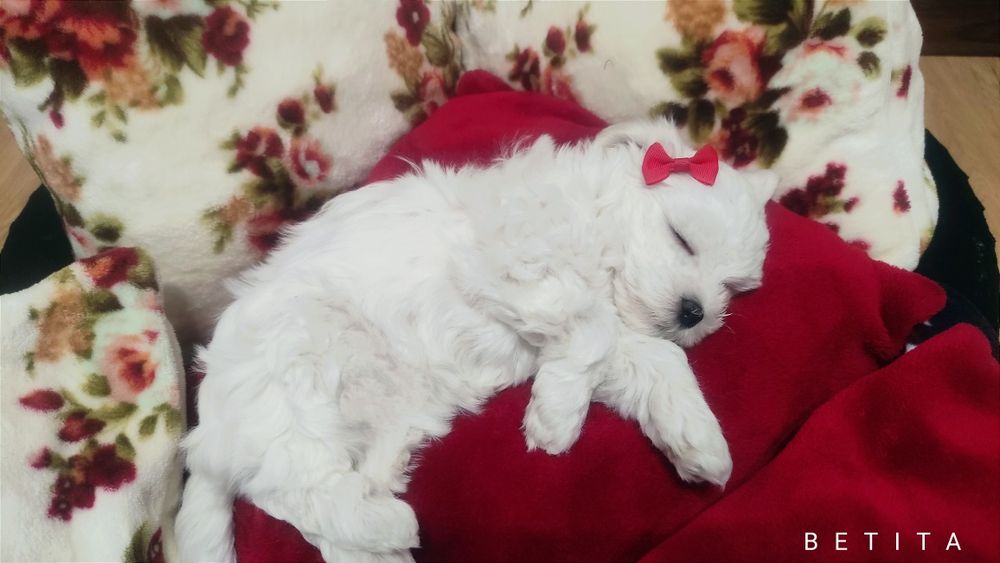 Śliczna sunia maltańczyk z rodowodem szuka kochającej rodziny