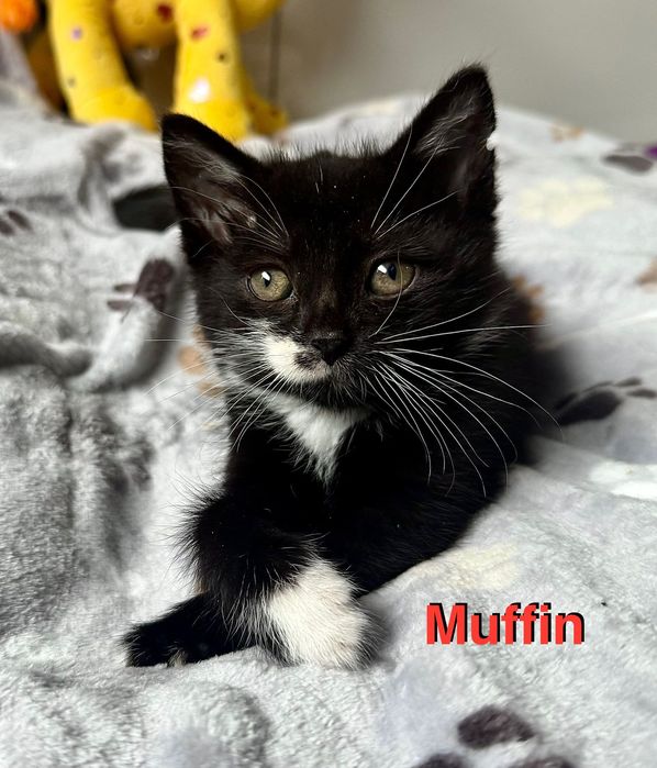 Muffin i Piernik - słodziaki do adopcji