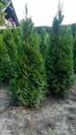 Thuja szmaragd żywotnik 10pln
