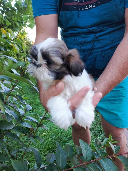 Shihtzu szczeniak