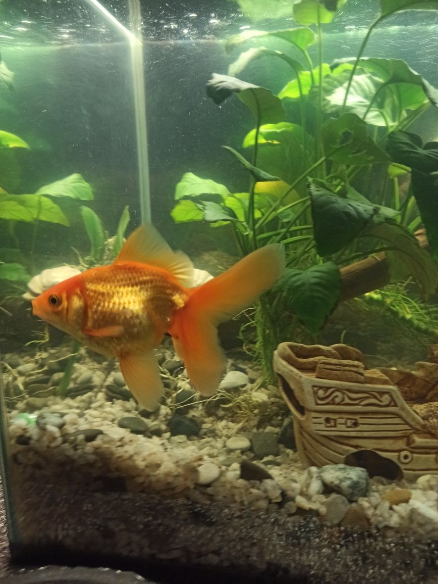 Рыбка аквариумная золотая