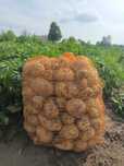 Ziemniaki Ignacy, denar 15kg