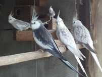 Vendo caturras prontas a criar aves maduras