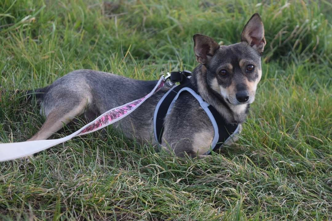 Piękna wrażliwa spokojna  suczka szuka domu