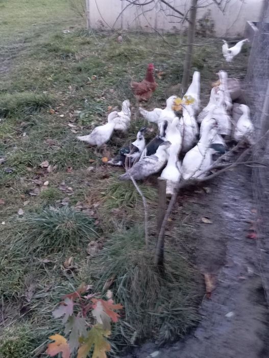 Kaczki francuskie piżmowe gęsiory kubańskie