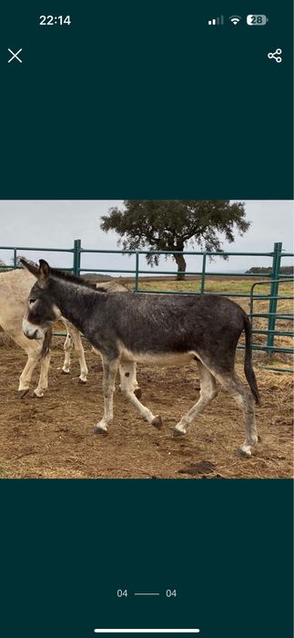 Burros com tres anos de idade