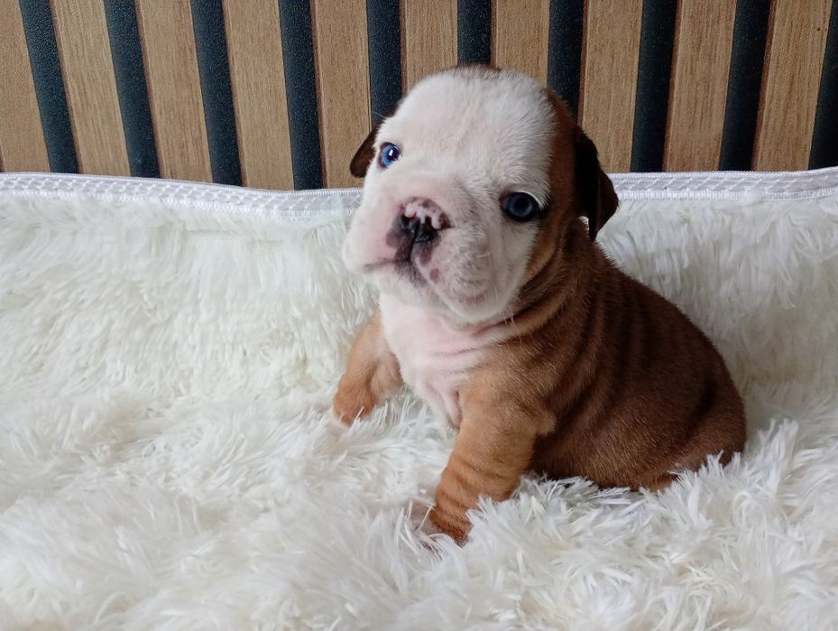 Buldog angielski szczeniak