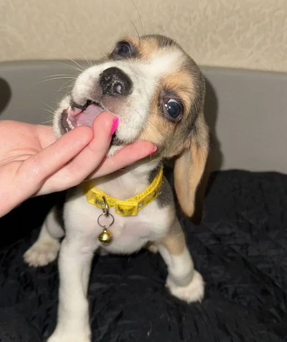 Собачка бігль продаж