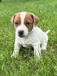Piesek Fado Jack Russel Terrier/ Magic Jack