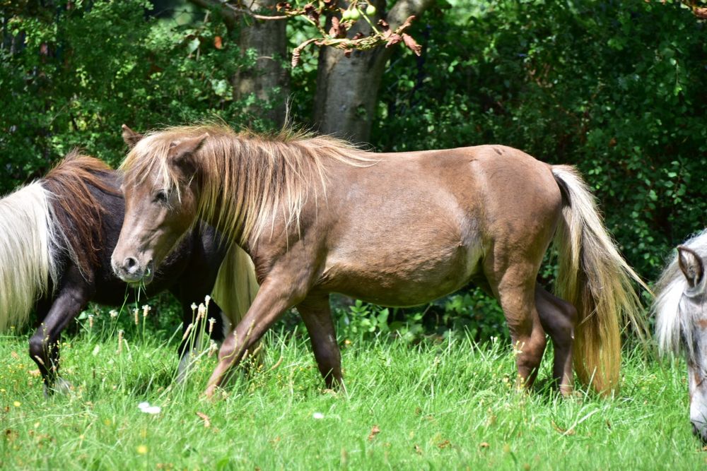 Kuc kucyk koń miniaturowy wyjatkowy czekoladowy konik