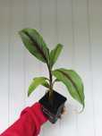 Bananowiec Musa Itinerans India Form Banan P9- sadzonka 20-30cm