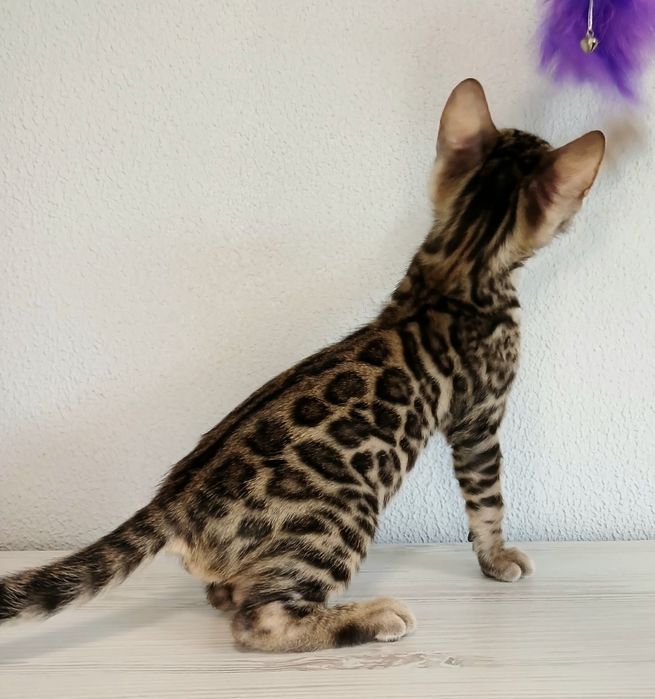 Бенгальські кошенята WCF