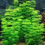 limnophila sessiliflora