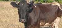 Продам корову молочну спокійну з 4 телям