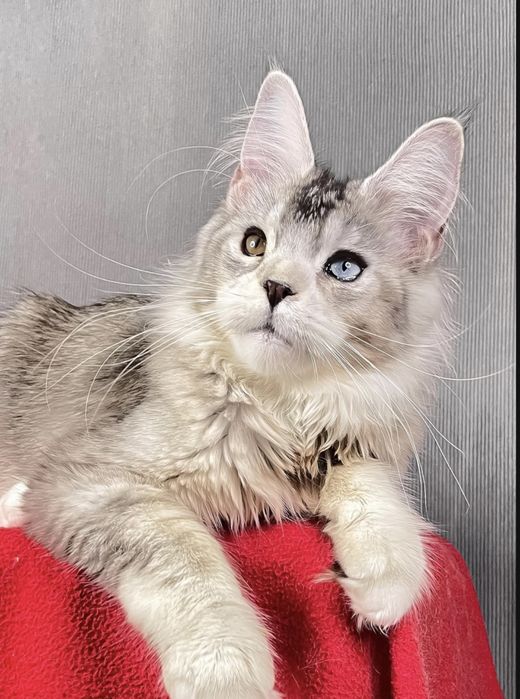 Девочка доминантные голубые глаза.