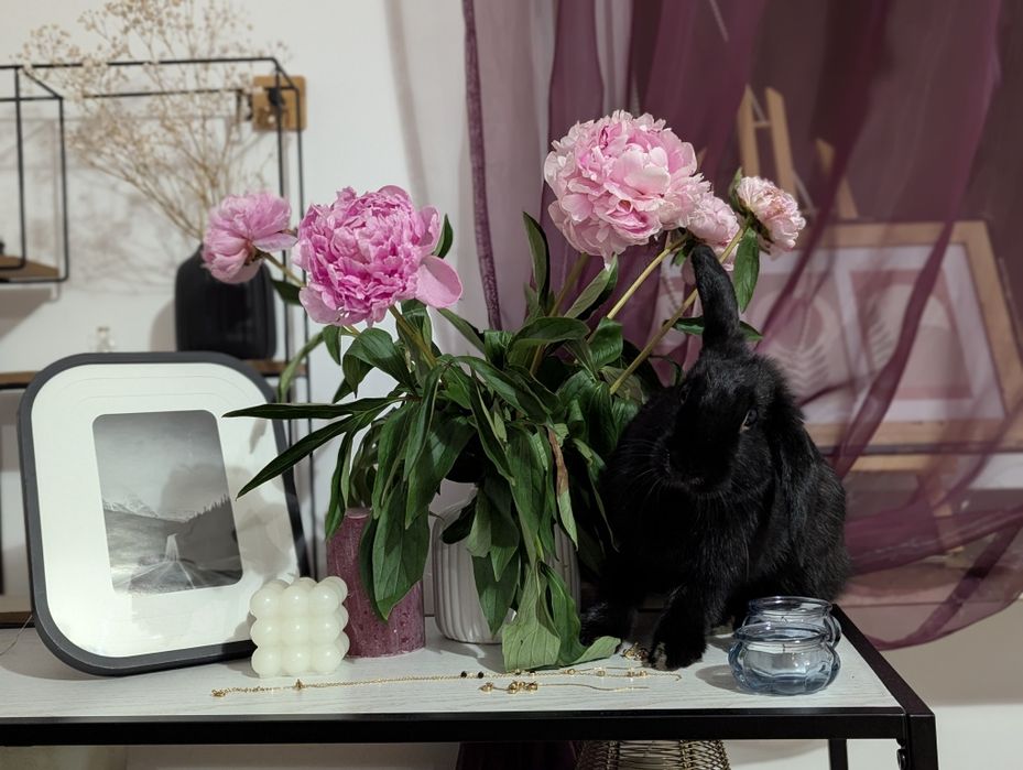 Sonia szuka nowego domu