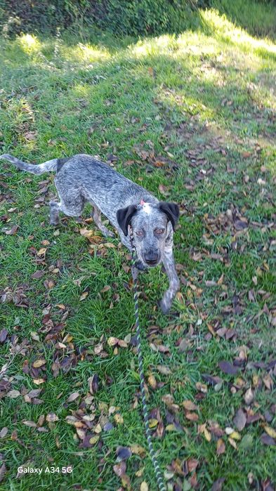 Macho com 8 meses com chip