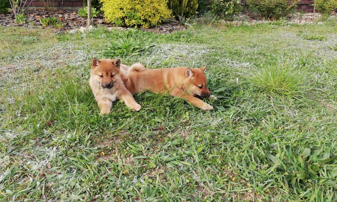 Shiba inu szczeniak