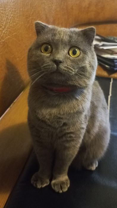 В'язка котів веслоухий