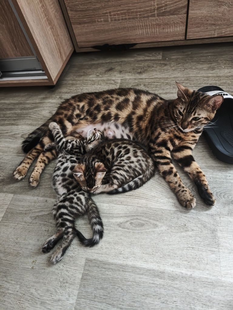 Бенгальське кошеня