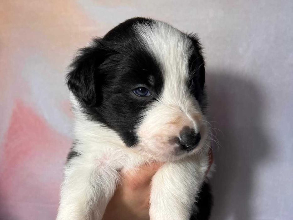 szczeniak Border Collie ZKwP (FCI) czarno-biały