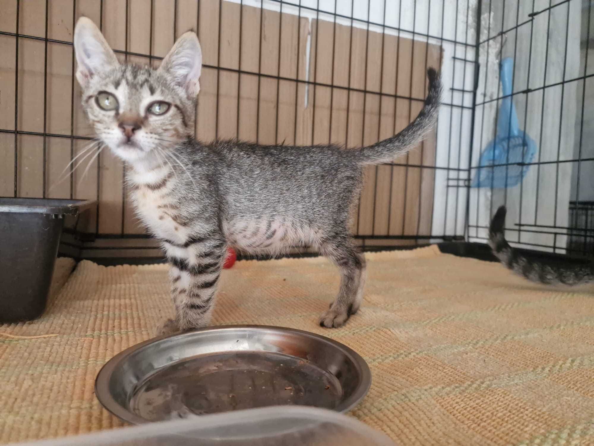 Gatinhos bebés para adoção consciente