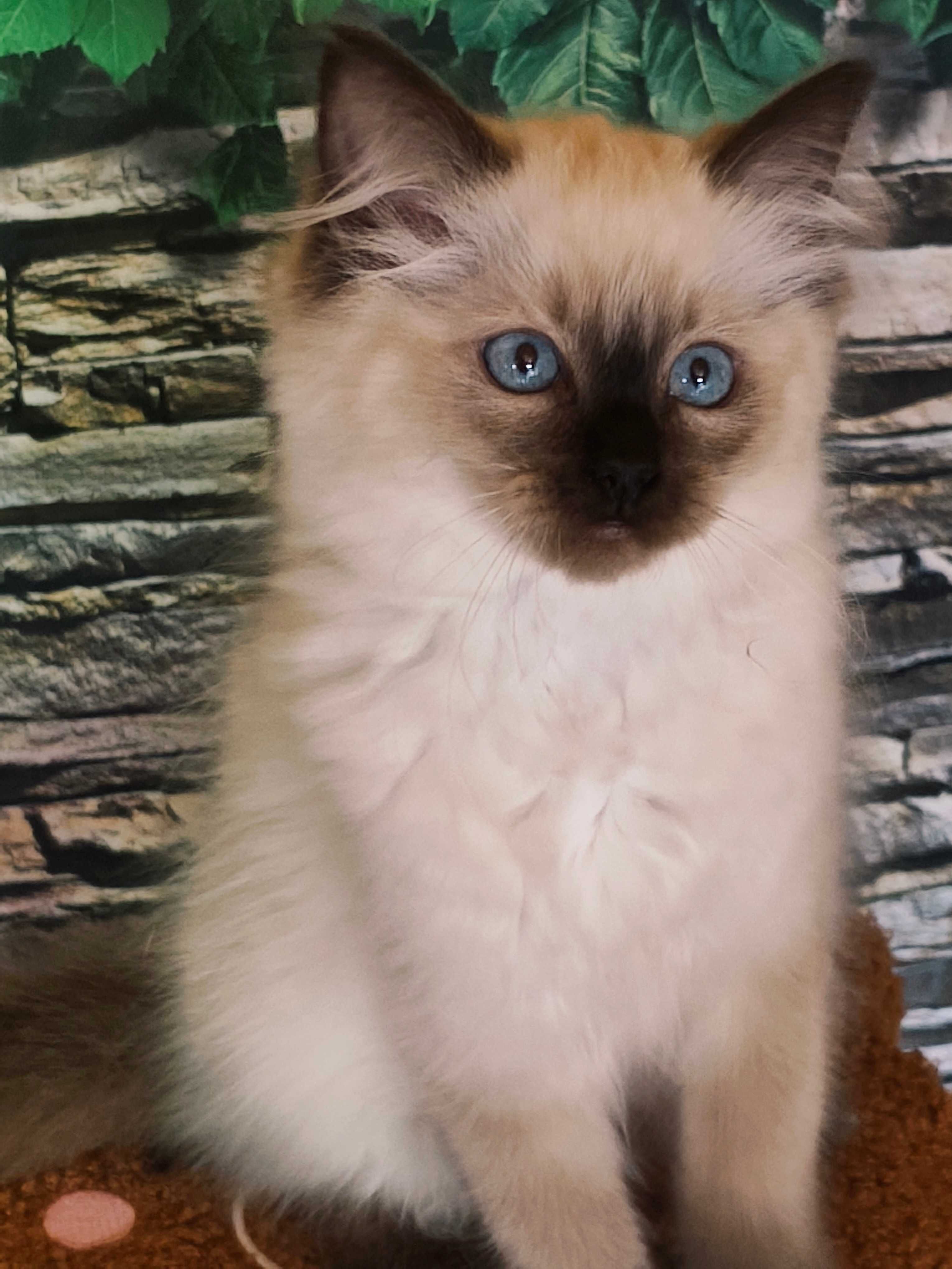 Ragdoll Kotka rodowód międzynarodowy FPL