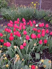 Тюльпани різні кольори