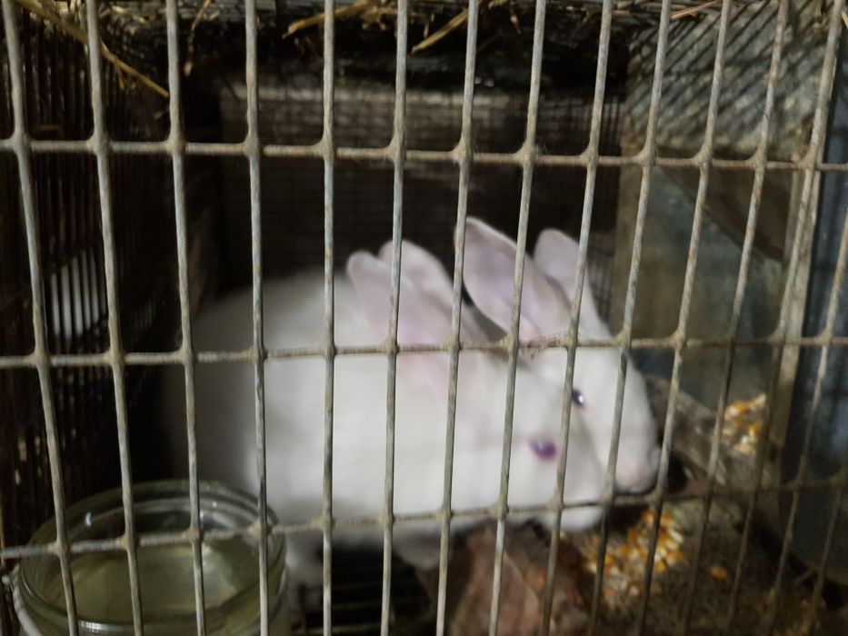 Продам Кролики ПАНОН