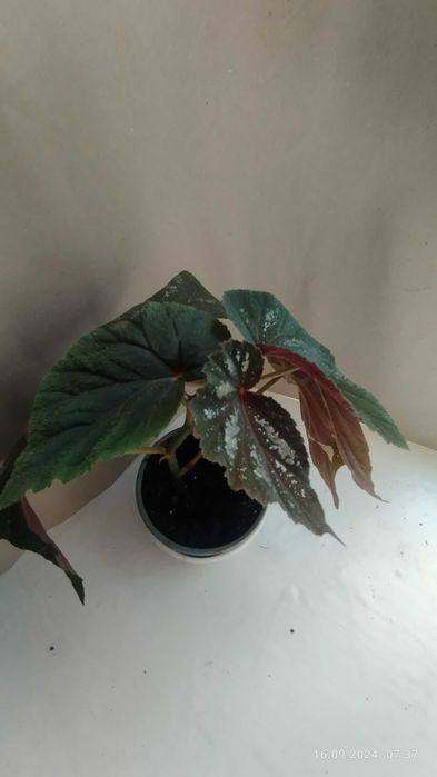 Бегонія akonitifilia,бегонія peltata,бегонія U 168