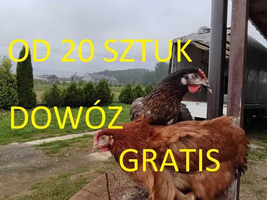 Kokoszki, Nioski od 20 sztuk dowóz GRATIS