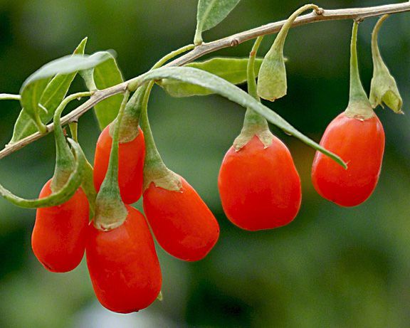 Plantas de GOJI para PRODUTORES, Alta rentabilidade