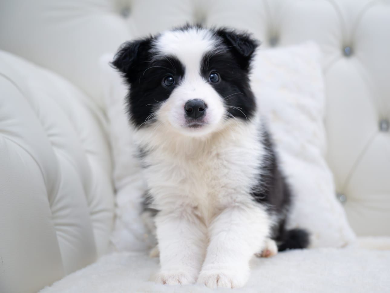 Border Collie piesek FCI ZKwP