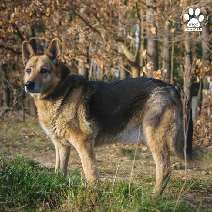 Miłek w typie owczarka niemieckiego szuka domu!