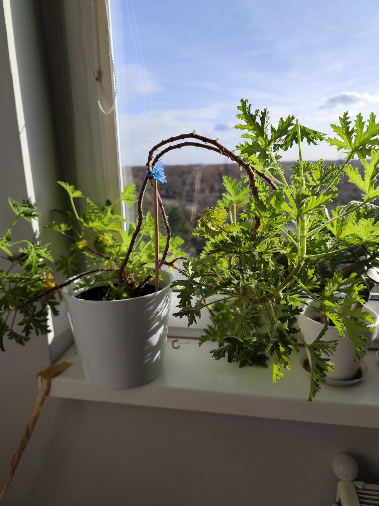 Szczepki caropegii, fiołka, zielistki, epipremnum, geranium, grubosza,