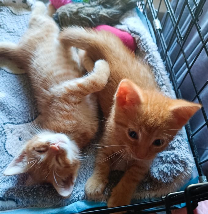 Piękne małe kocurki kociaczki do adopcji od zaraz