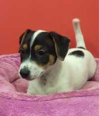 Jack russell terrier suczka numer 1