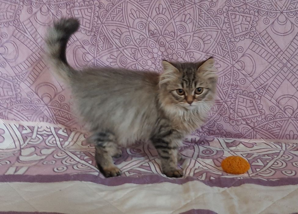 Британские длинношерстные котята