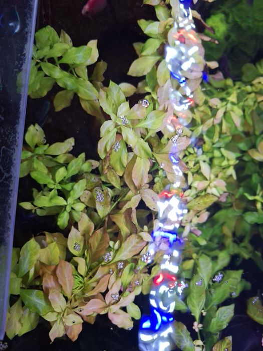 Sprzedam/Zamienię szczepki rośliny do akwarium